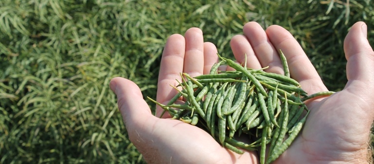 Agrotehnika proizvodnje uljane repice